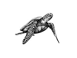 Sea Turtle